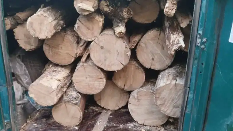На Кіровоградщині затримали двох жителів Знам’янки під час спроби незаконної вирубки лісу