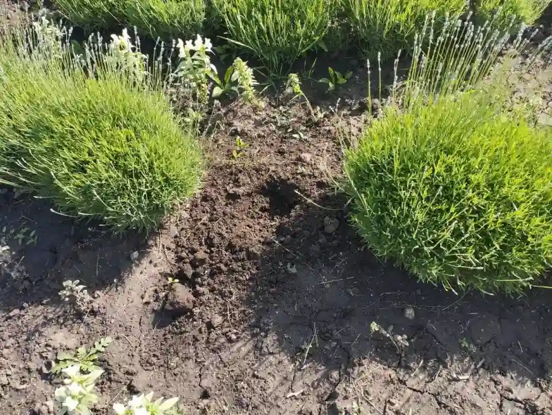 У Кропивницькому вночі викрали 26 кущів лаванди з міської клумби