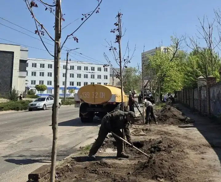 На вулиці Чикаленка у Кропивницькому висадили понад півсотні кленів сорту Royal Red