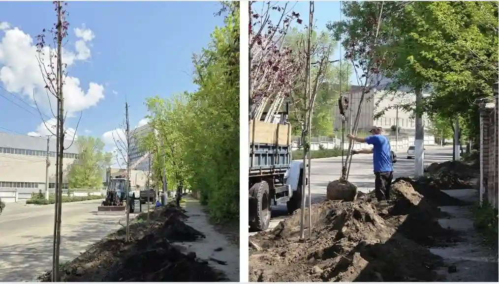 На вулиці Чикаленка у Кропивницькому висадили понад півсотні кленів сорту Royal Red