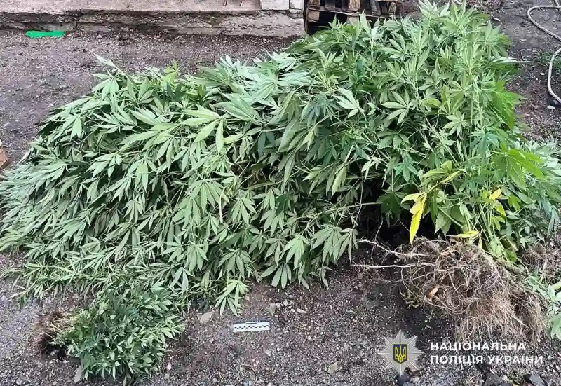 На Кіровоградщині викрили теплицю з коноплями: у зловмисника вилучили понад 120 рослин