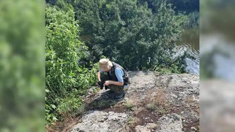 У степах Кіровоградщини виявили ареал рідкісної гвоздики, що під охороною держави