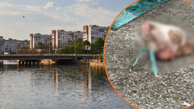 Моторошна знахідка посеред міста: у Кропивницькому виявили голову корови біля мосту